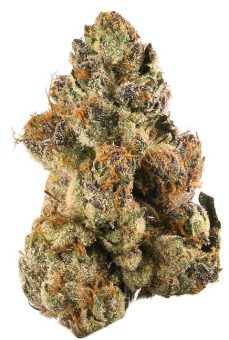 Gelato